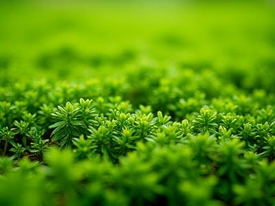 Creeping groundcover plants for miniature gardens