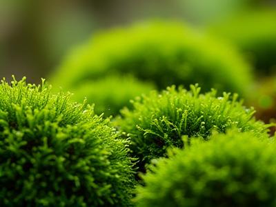 Various types of lush green moss for miniature gardens