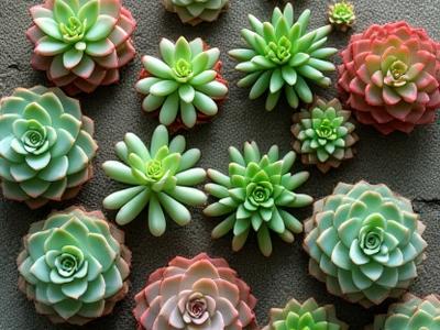Assortment of small succulents for terrariums